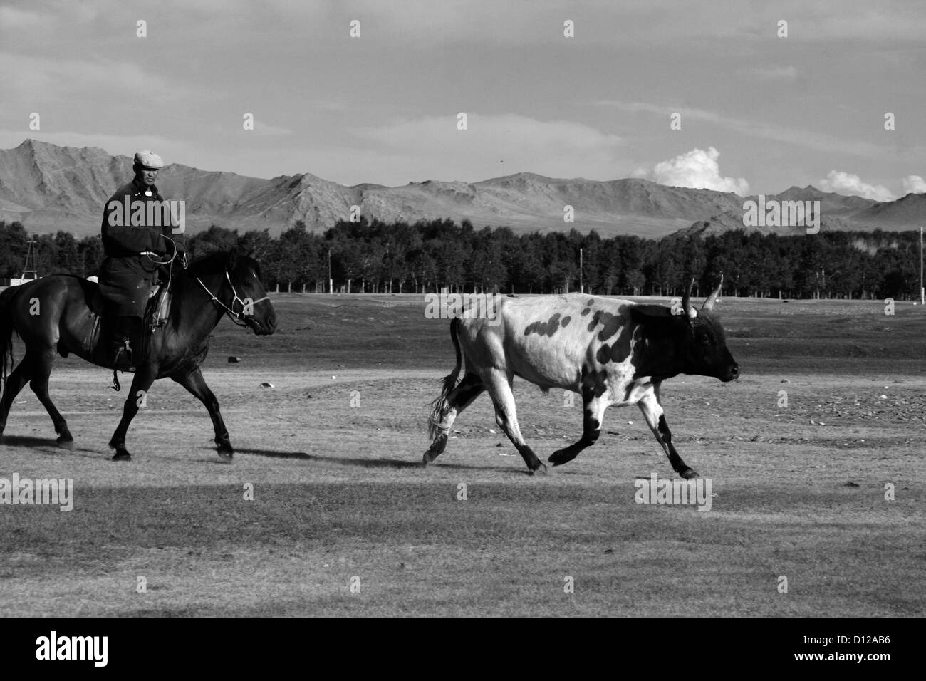 Herder außerhalb Khovd, W. Mongolei Stockfoto