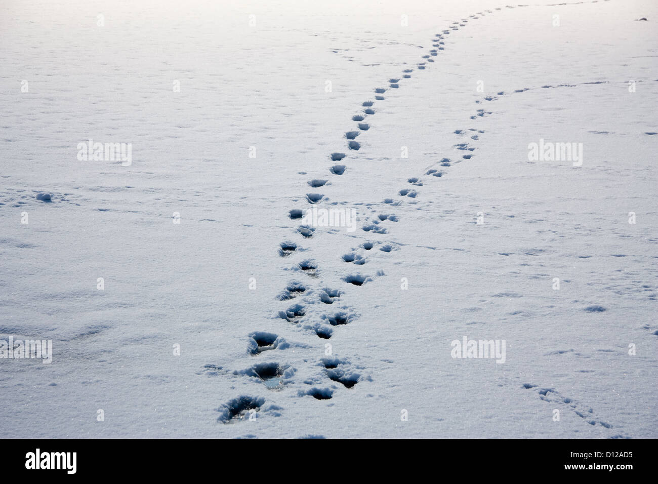 Berlin, Deutschland, Fußabdrücke auf verschneiten See Stockfoto