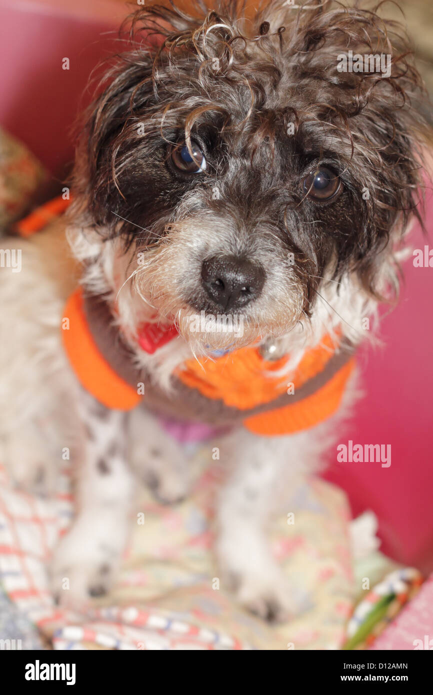 Herr lockig Stockfoto