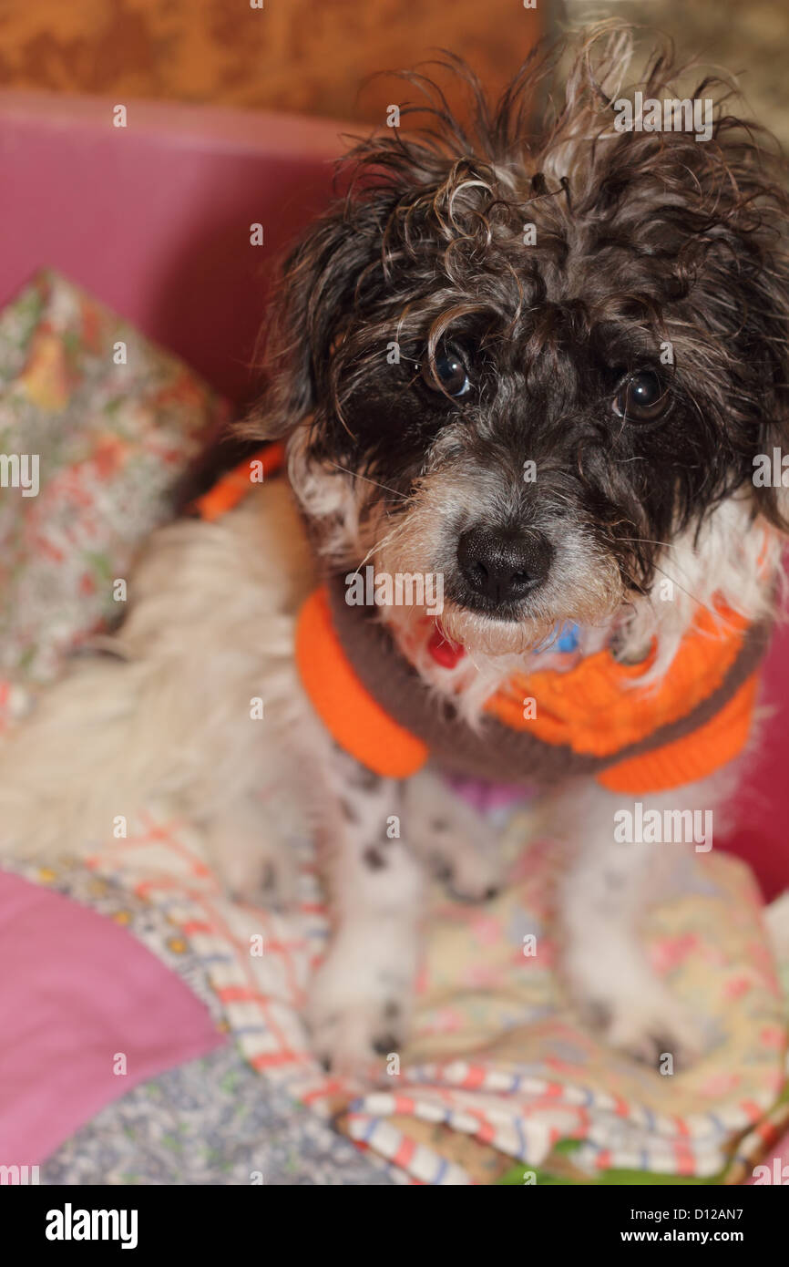 Lockig behaarte Welpen Stockfoto