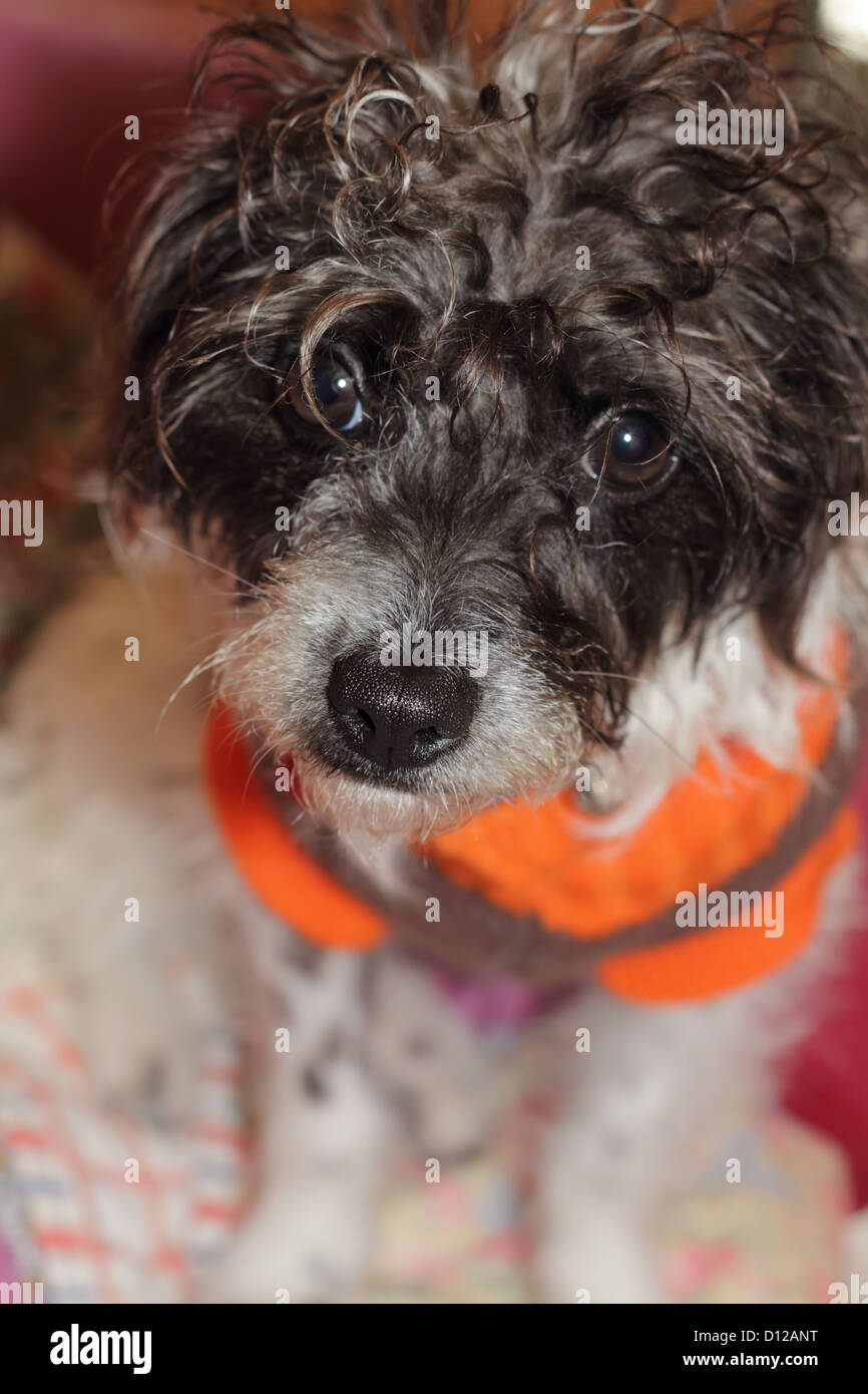 Frau lockig Stockfoto