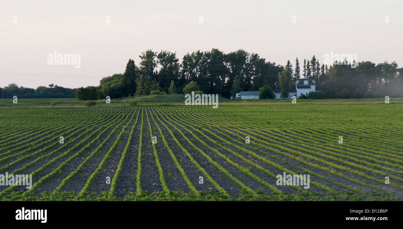 Ein Feld mit Reihen von einer Ernte Stockfoto