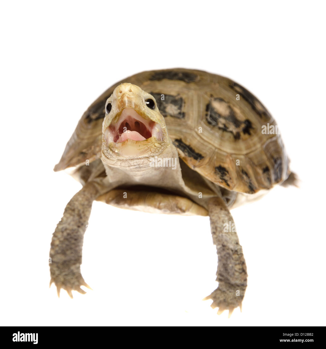 niedliche Haustier Schildkröte Schildkröte isoliert Stockfoto