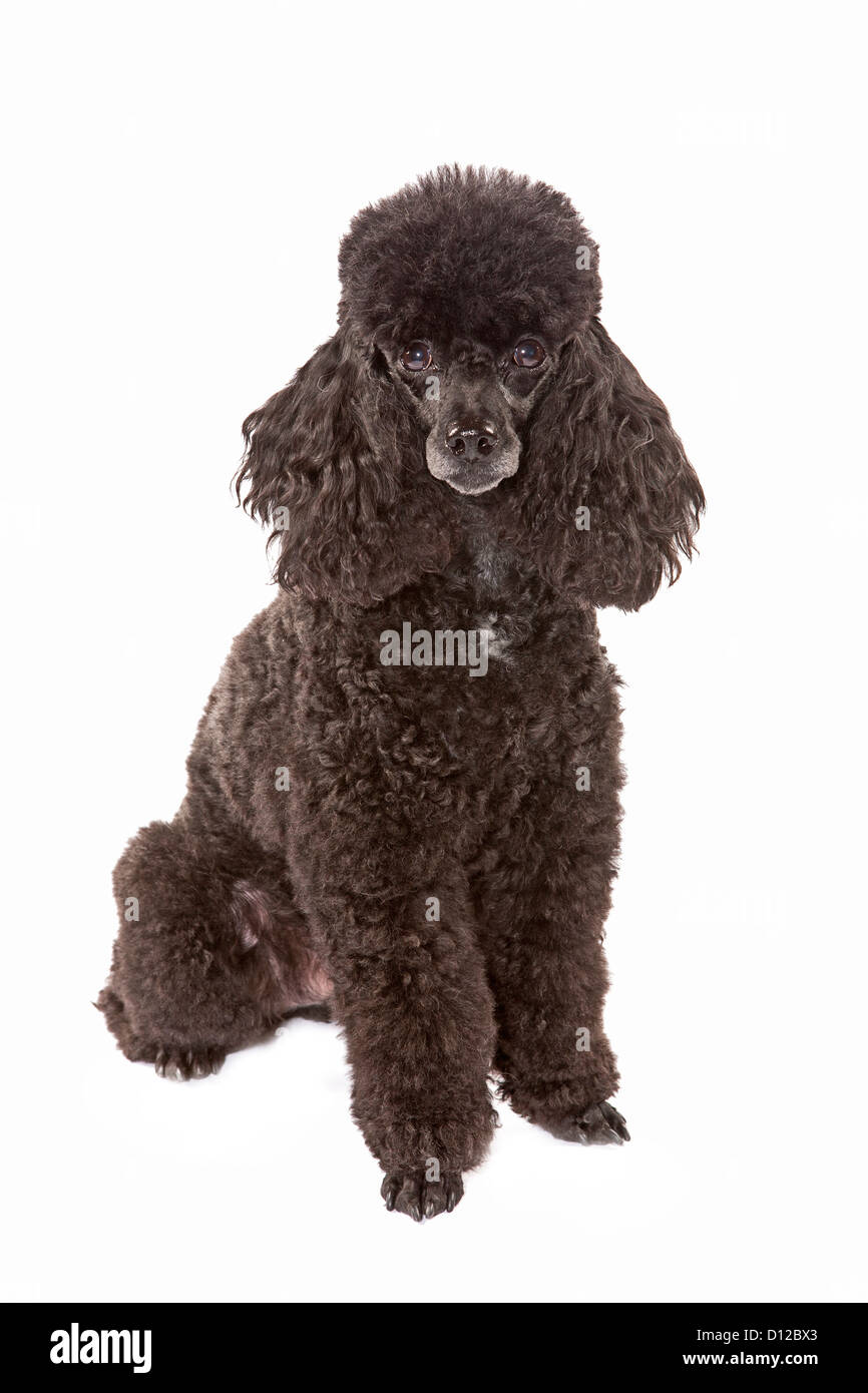 Pudel Hund Haustier schwarze dunkle Rasse Tier Hunde Porträt Stockfoto