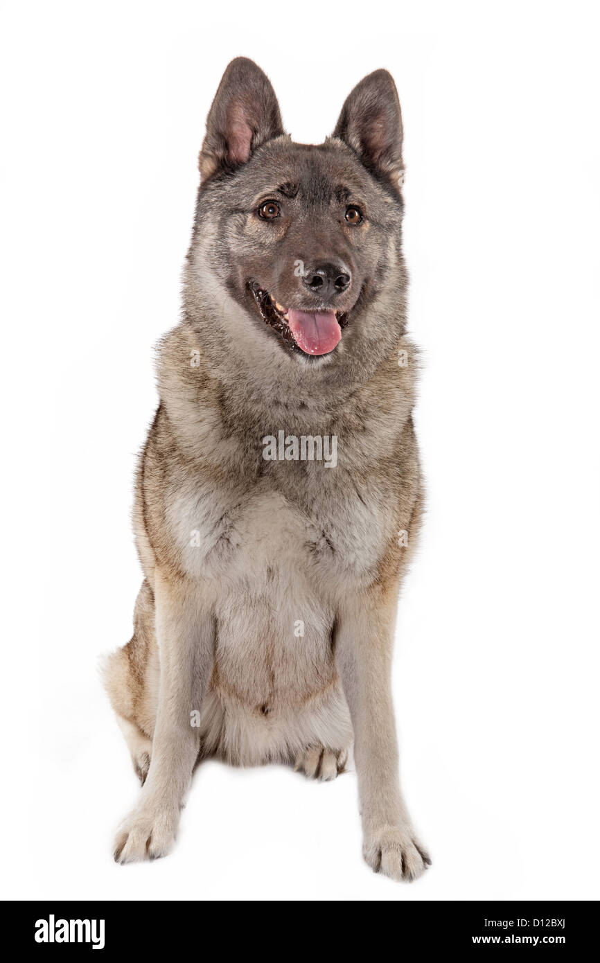 Hund Haustier graue Rasse Tier Hunde Porträt Stockfoto