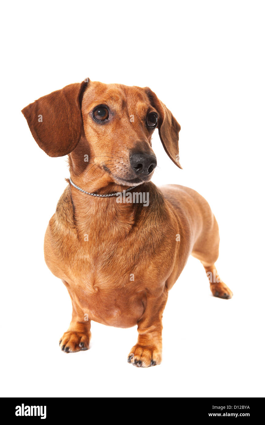 Dackel Hund im Studio isoliert auf weißem Hintergrund Stockfoto
