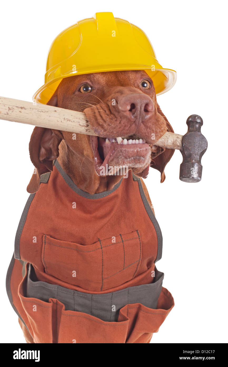 Handwerker-Hund mit Schürze, Helm hielt Hammer in Mund Stockfoto