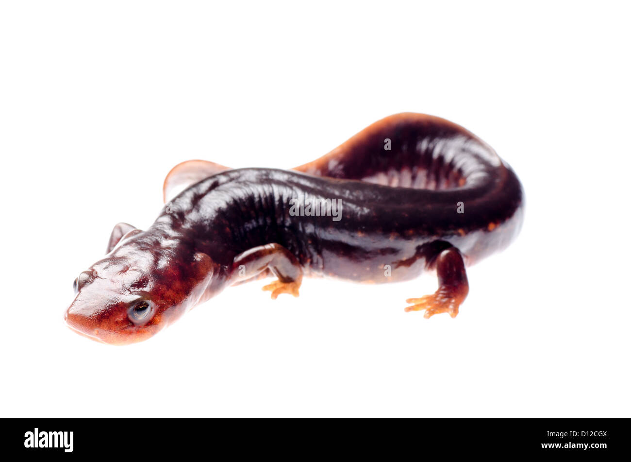 Tiere Amphibien Salamander Newt isoliert auf weiss Stockfoto
