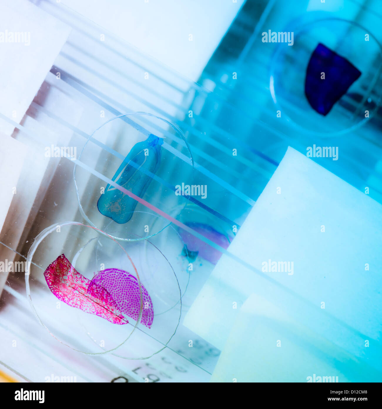 Wissenschaft medizinische Glas-Objektträger mit Probe Stockfoto