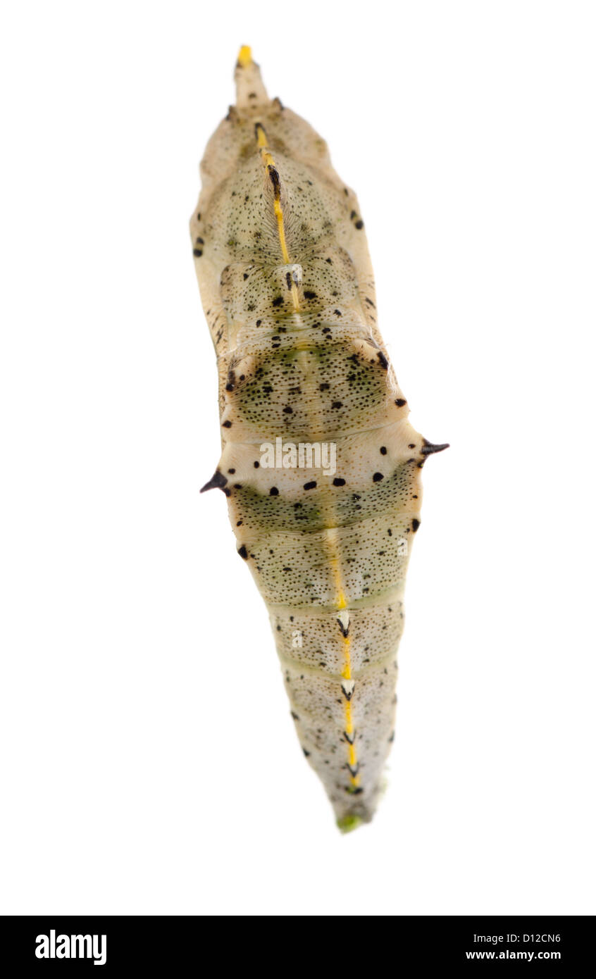 Insekt kleiner weißer Schmetterling Kokon isoliert Stockfoto