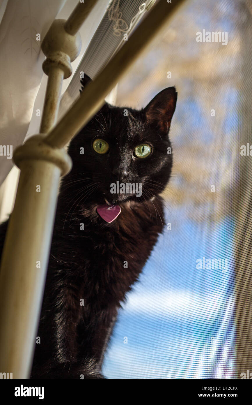 Schwarze katze aberglaube Fotos und Bildmaterial in hoher Auflösung Alamy