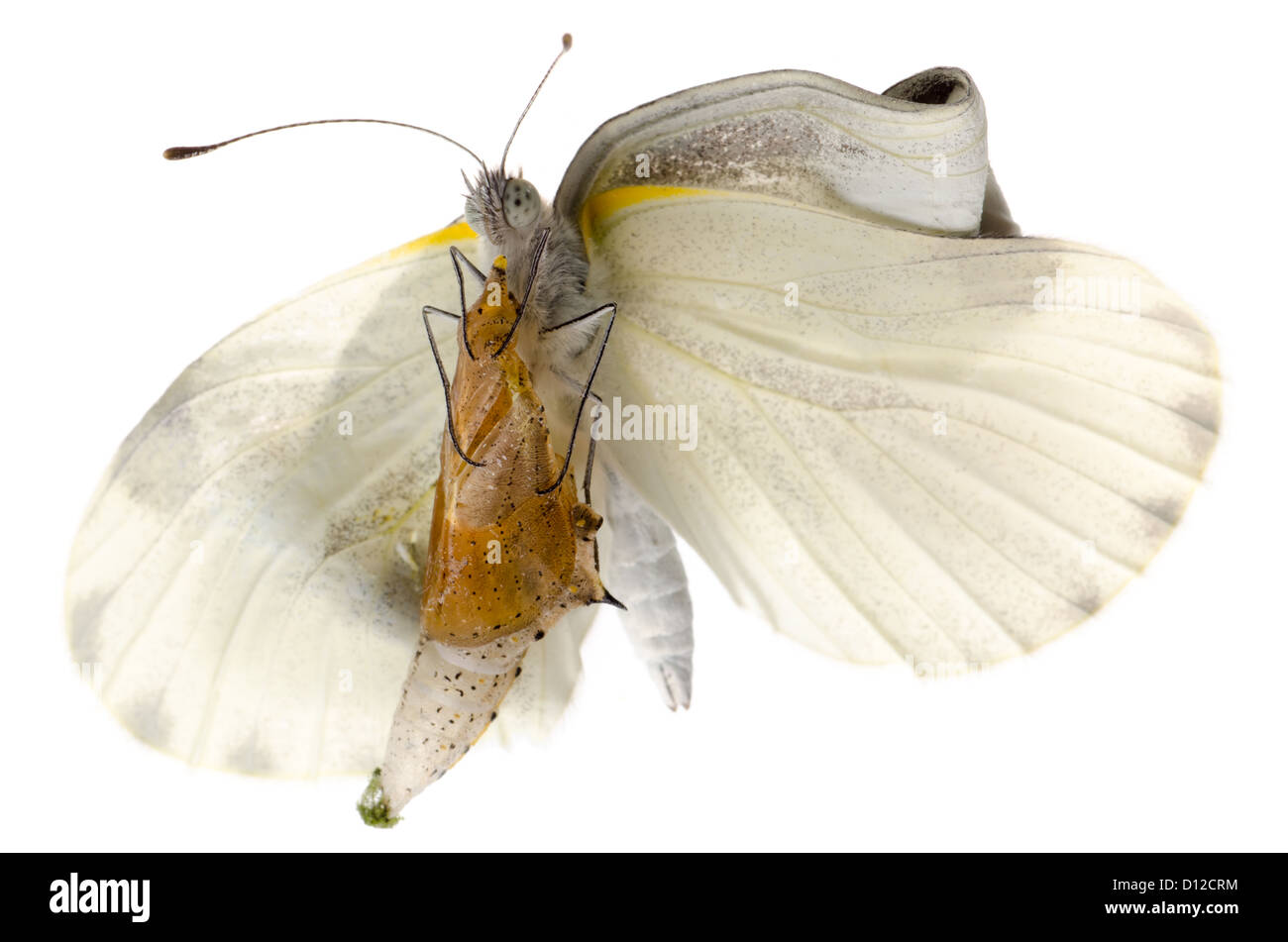 Insekt kleiner weißer Schmetterling Entstehung mit Cocoon isoliert Stockfoto