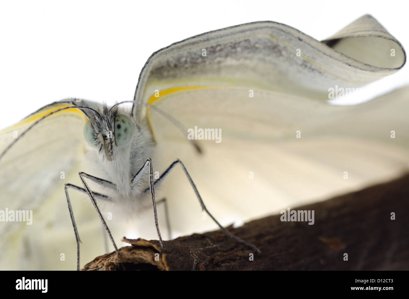 Insekt kleiner weißer Schmetterling zeigt Entstehung Flügel isoliert Stockfoto