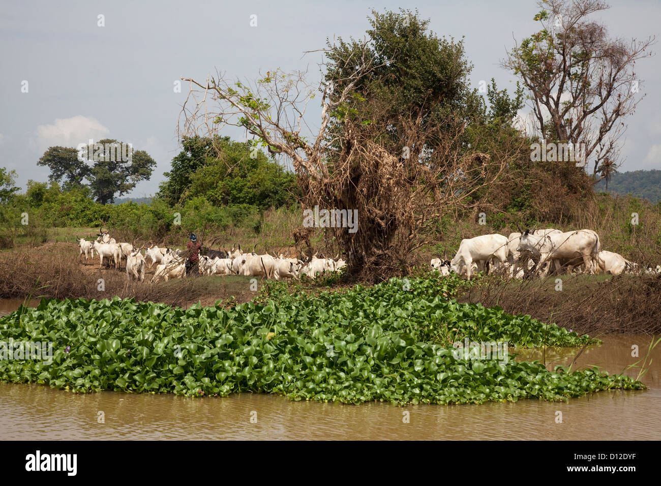 Herde von Rindern an den Ufern des Niger, Kogi, Nigeria Stockfoto