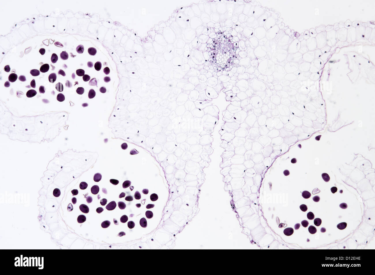 Anthere Lilie Blume, Lilium Brownii, Wissenschaft Pflanze Zelle Schliffbild Stockfoto