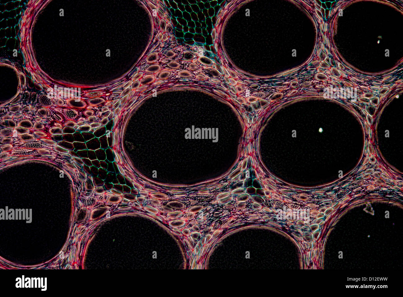 Schliffbild Gewebe Pflanzenzelle, Stiel des Kürbis Stockfoto