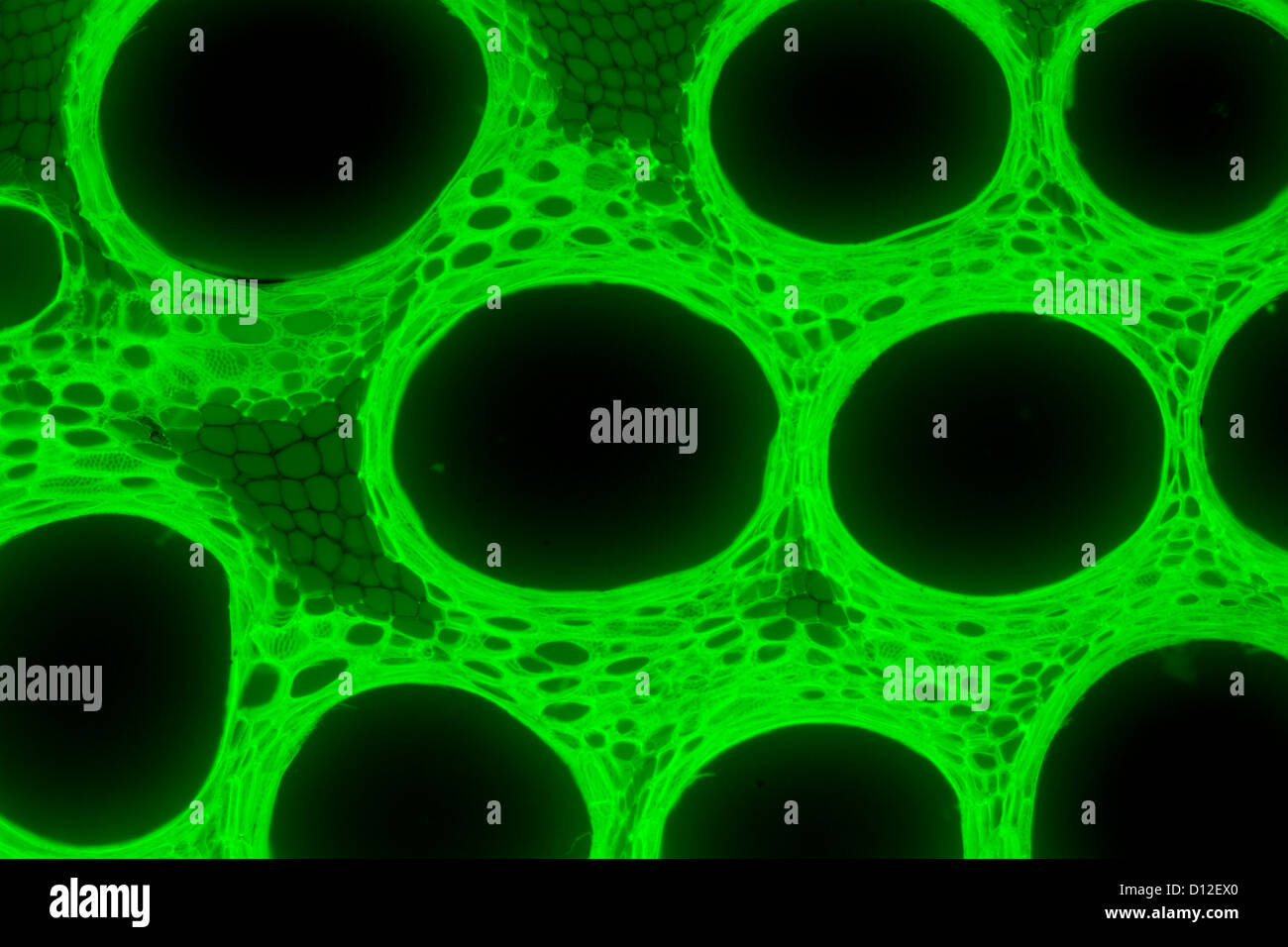 Schliffbild Pflanzengewebe, Stiel des Kürbis mit grünen Fluoreszenz Stockfoto