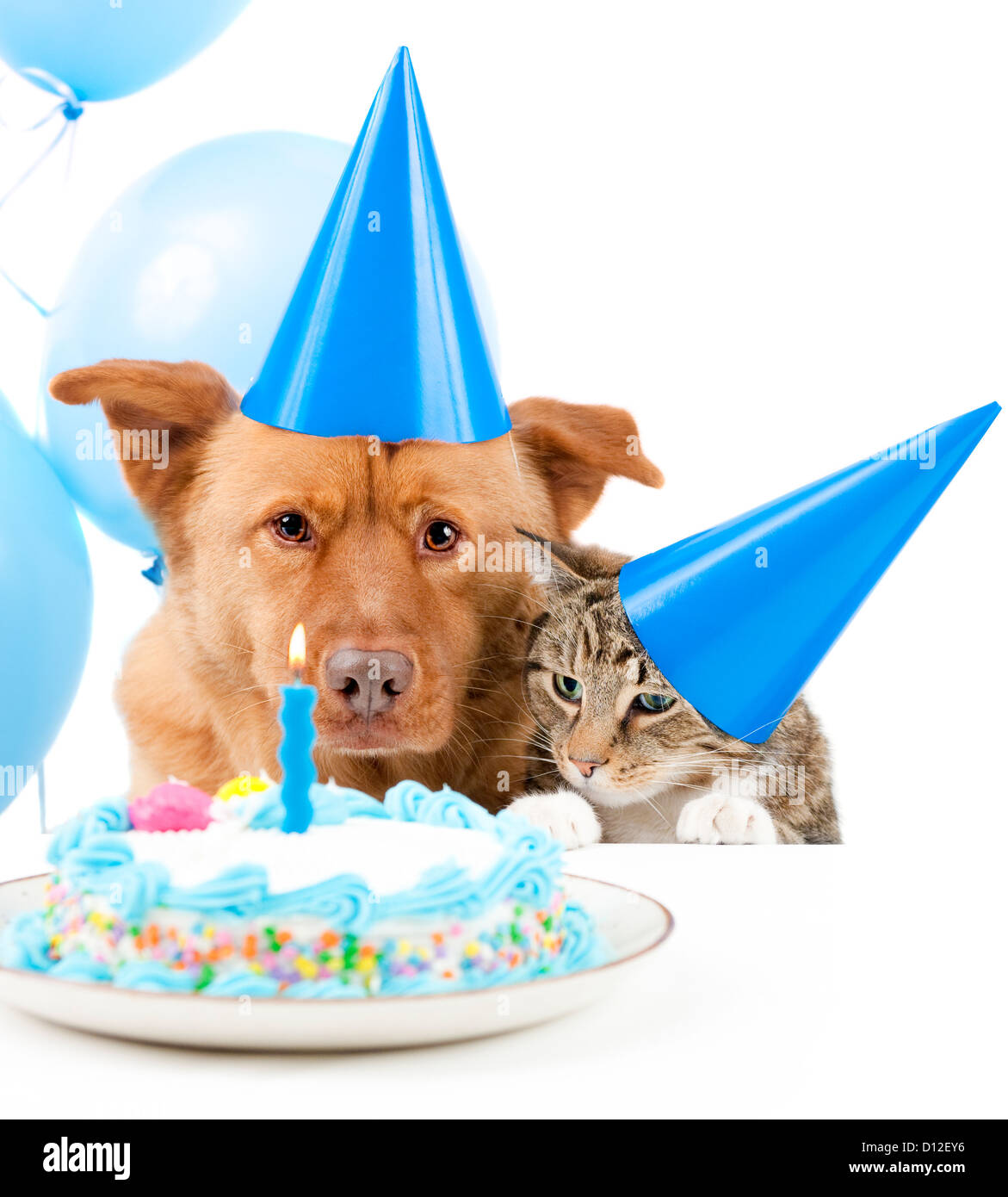Hund und Katze Geburtstagsparty mit Kuchen Stockfoto