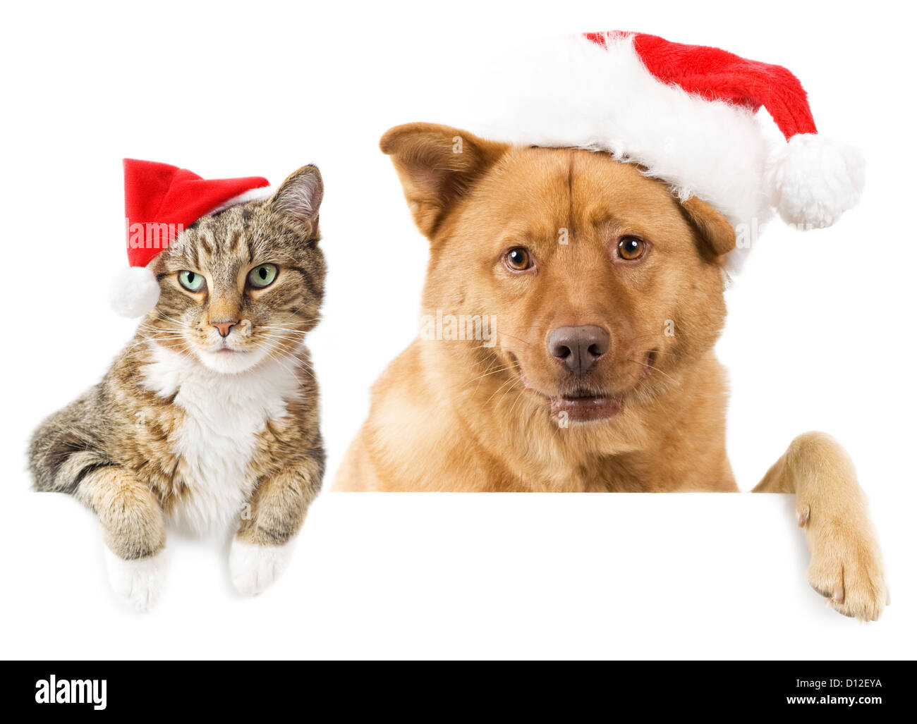 Katze und Hund mit roten Hüten über weiße Fahne Stockfoto