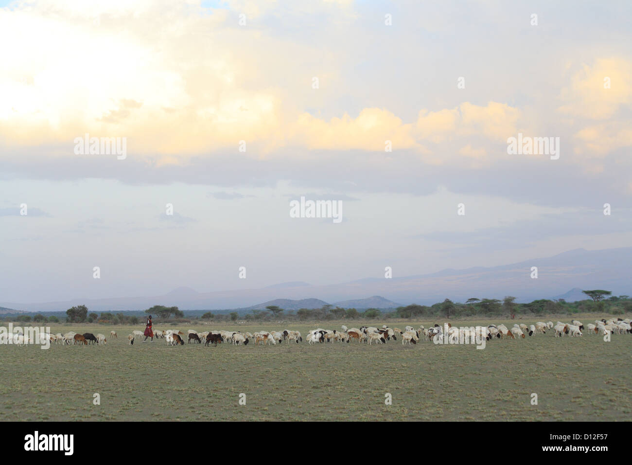 Masai-Hirten mit Herde, Arusha Region, Tansania, Afrika Stockfoto