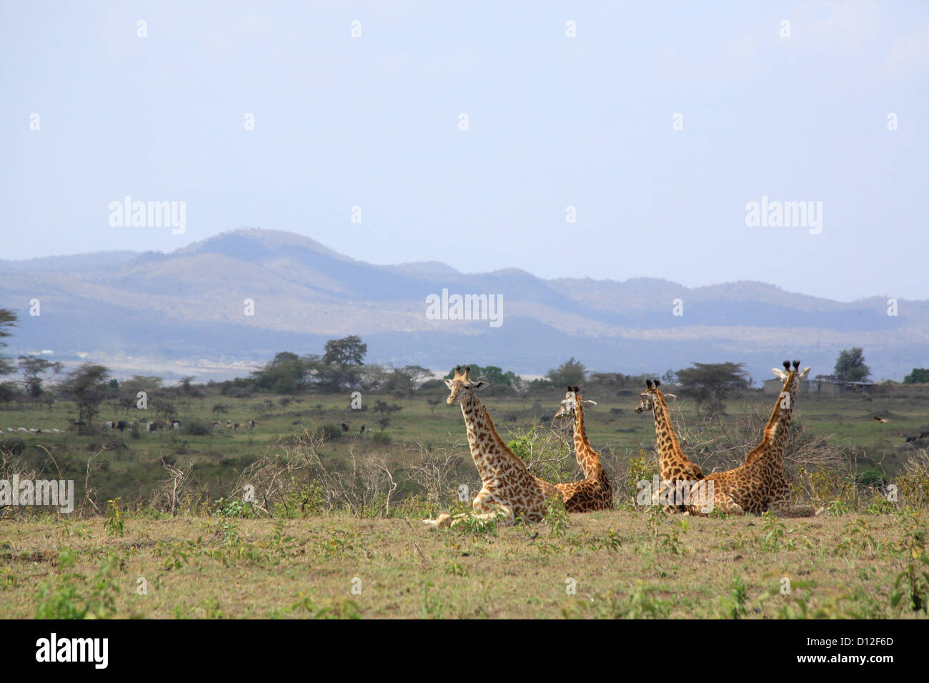 Giraffe im Arusha National Park, Tansania, Afrika Stockfoto