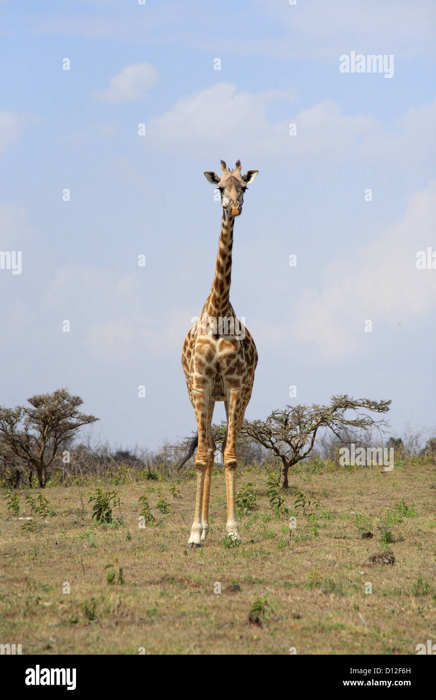 Giraffe im Arusha National Park, Tansania, Afrika Stockfoto