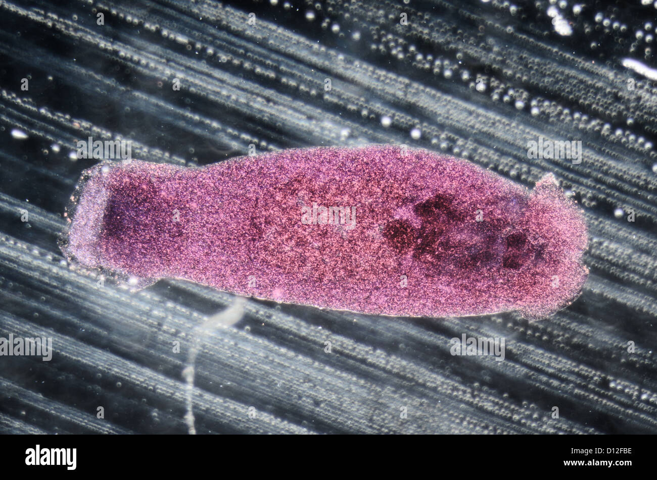 Wissenschaft Aquakultur Fische Parasiten Benedenia Seriolae Wurm Schliffbild Stockfoto