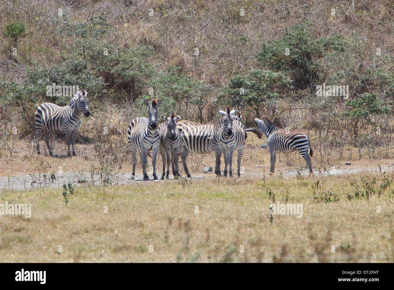 Zebra, Arusha National Park, Tansania, Afrika Stockfoto