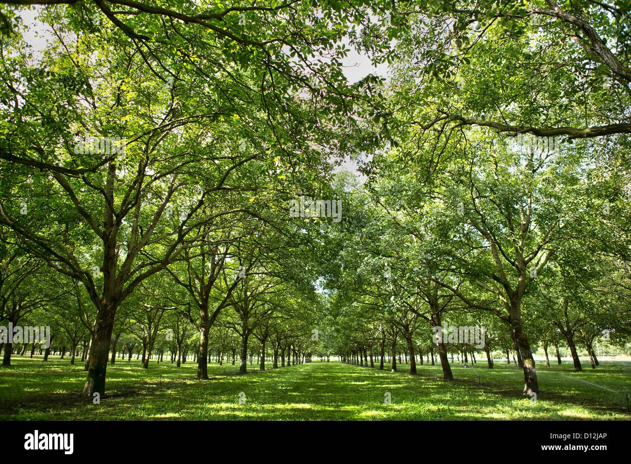 Frankreich, St. Römer, Pflanzung von Nussbäumen Stockfoto