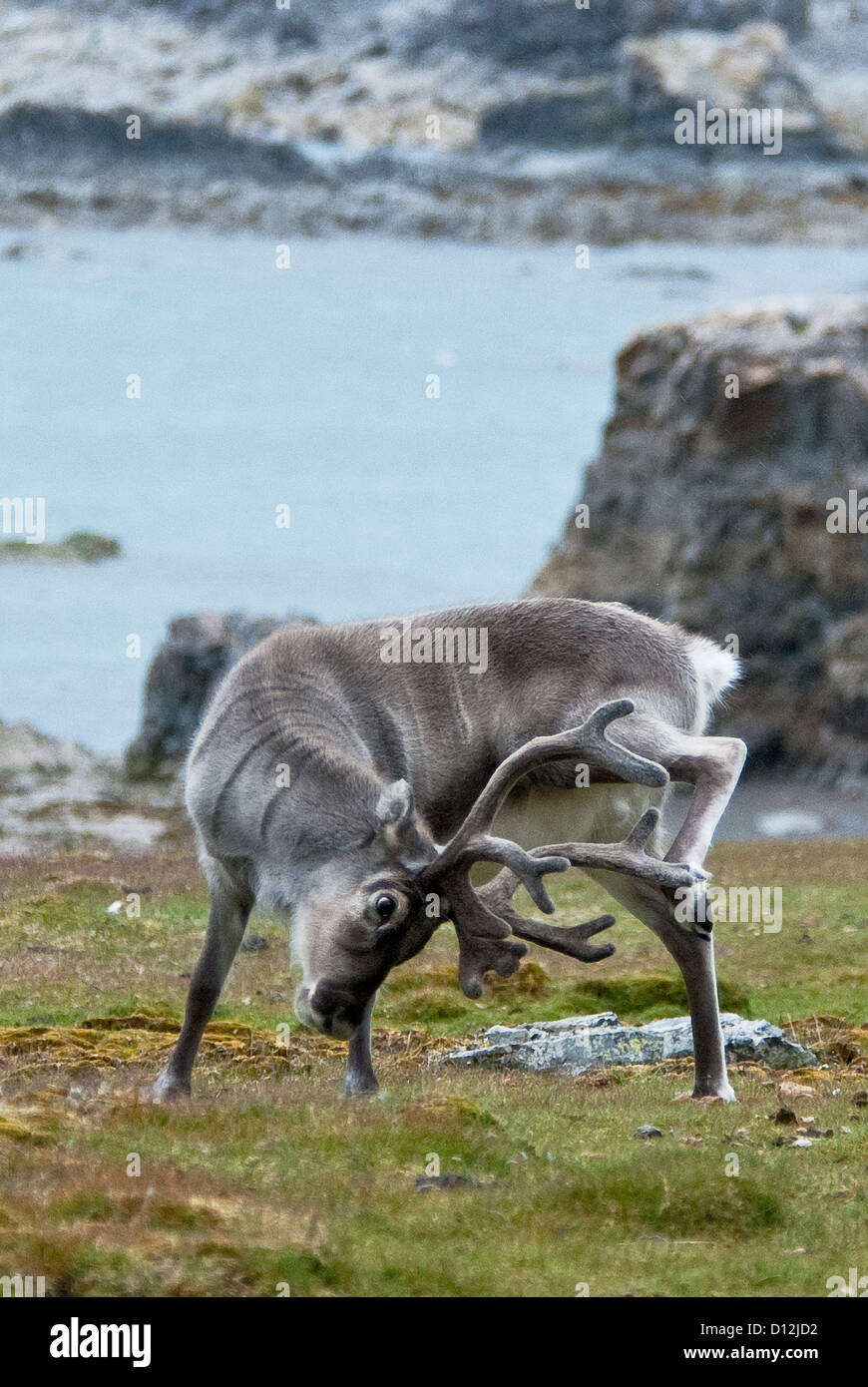 Svalbard-Rentiere Rangifer Tarandus Ingeborgfjellet Spitzbergen-Norwegen Stockfoto