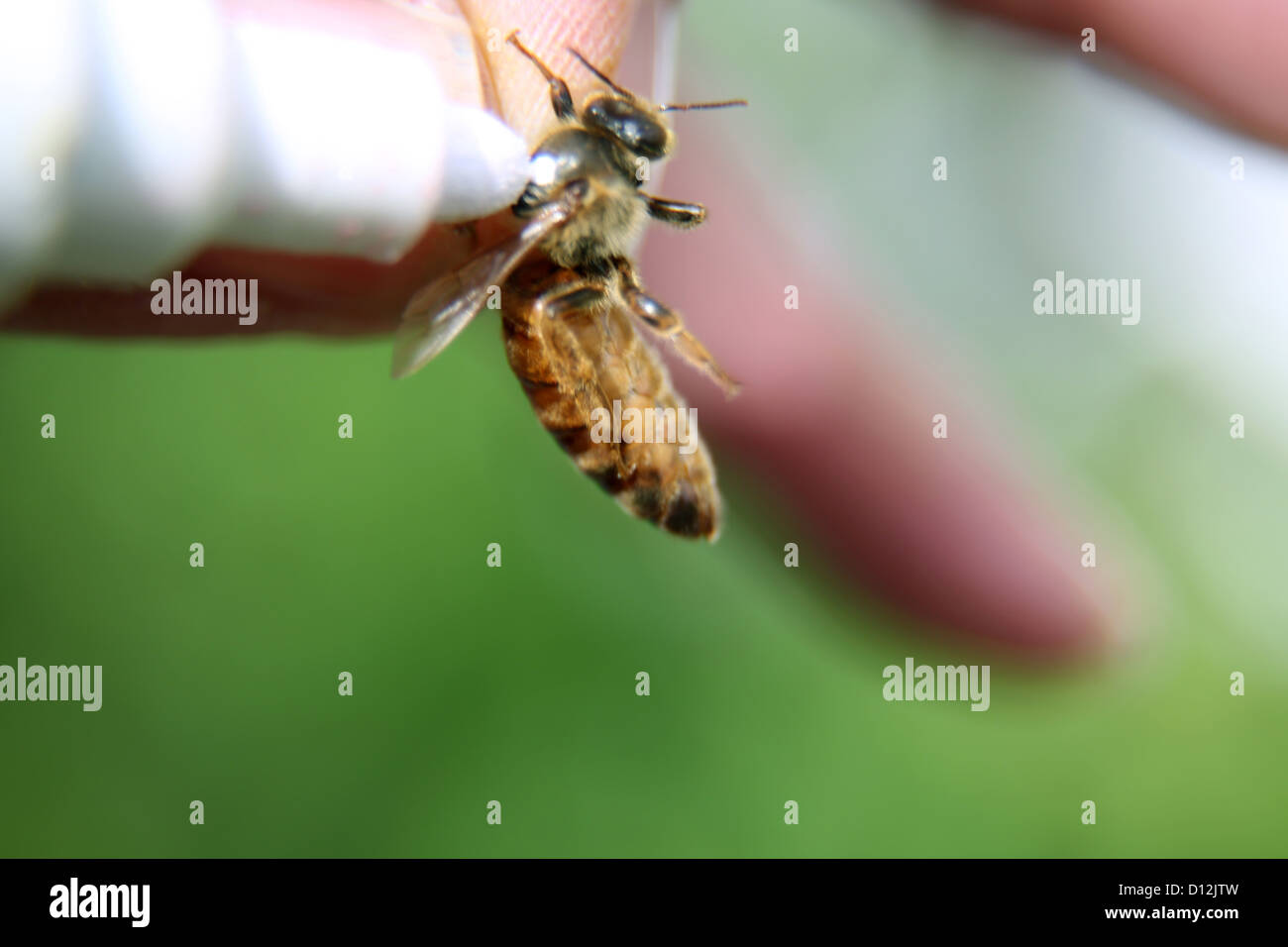 Queen Bee Wesen markierte Farbe des Jahres hängt von wird sie geschlüpft, können dieser Weg Imker leicht Alter Thie Queens sagen Stockfoto