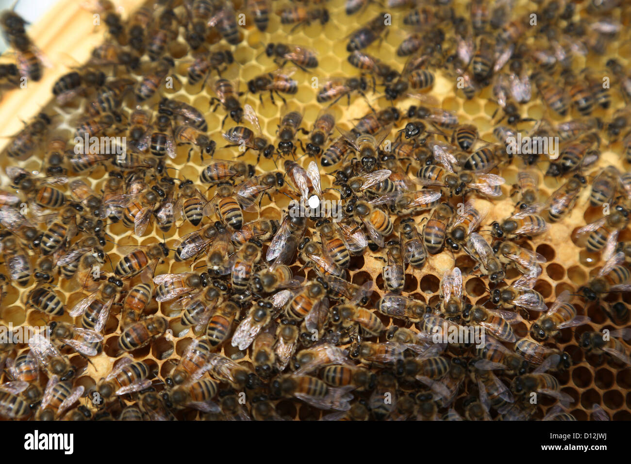 Markierten Königin Farbe des Punktes bezeichnet das Geburtsjahr der Königinnen Stockfoto