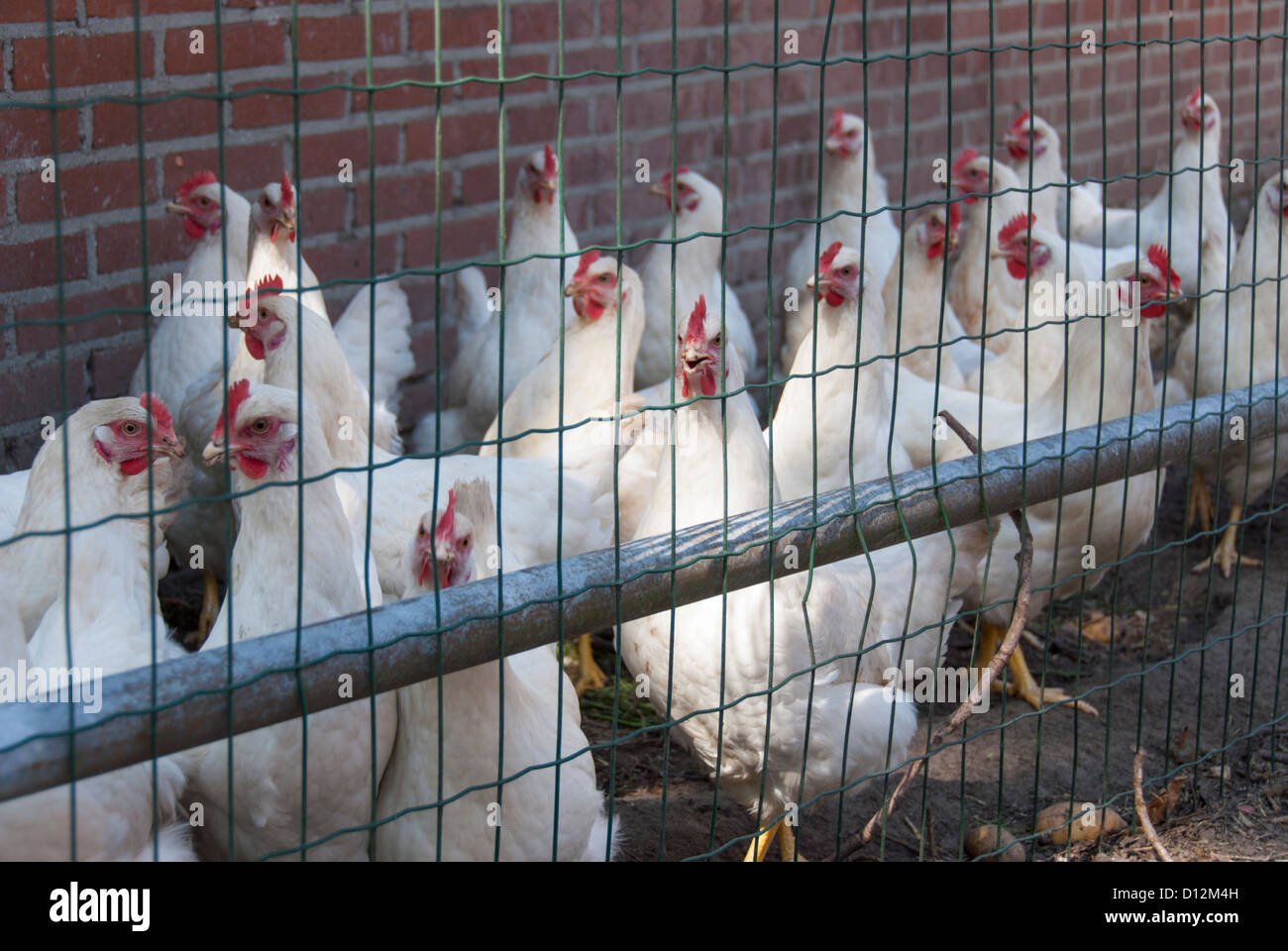 Weiße Hühner in einem Hühnerstall in den Niederlanden Stockfoto