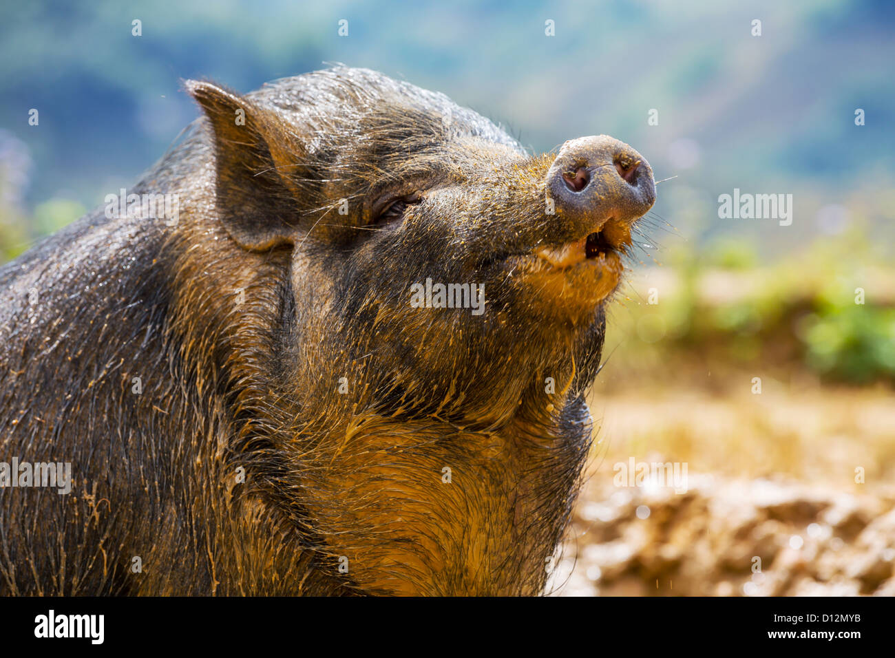 Vietnam Schwein Stockfotos Und Bilder Kaufen Alamy Vietnam Schwein Stockfotos Und Bilder Kaufen Alamy