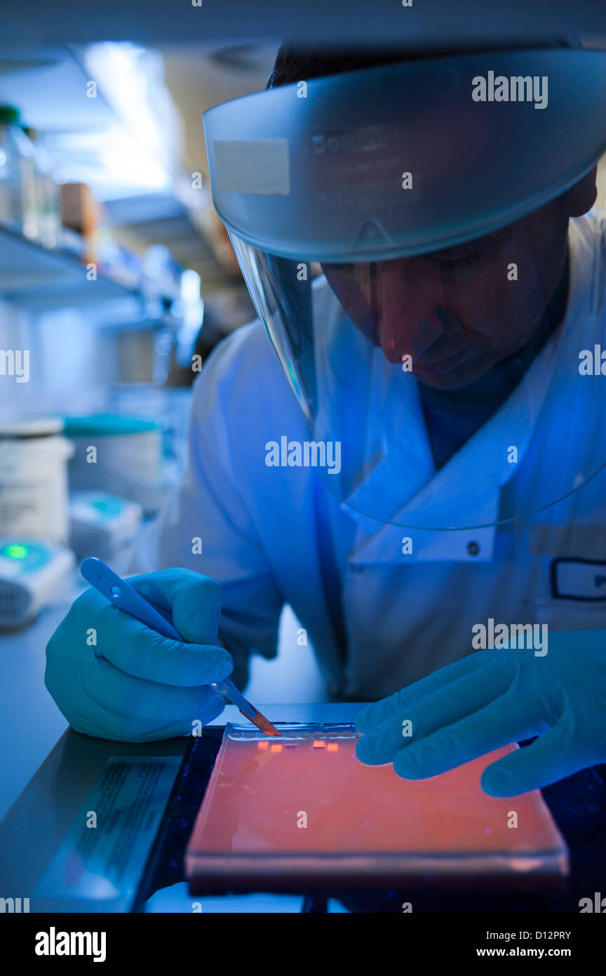 Wissenschaftler arbeiten über eine UV-Licht-Box während der Vorbereitung ein Agarosegel-Elektrophorese verwendet DNA Trennung Stockfoto