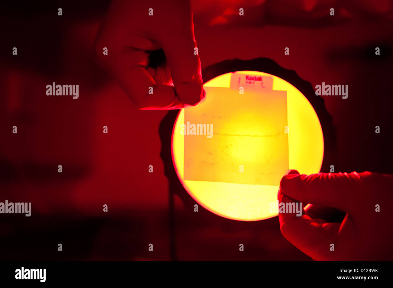 Nahaufnahme der Wissenschaftler-Techniker oder Forschers Hände halten eine Folie mit DNA-Analyse-Daten von einer Infrarotlampe Stockfoto