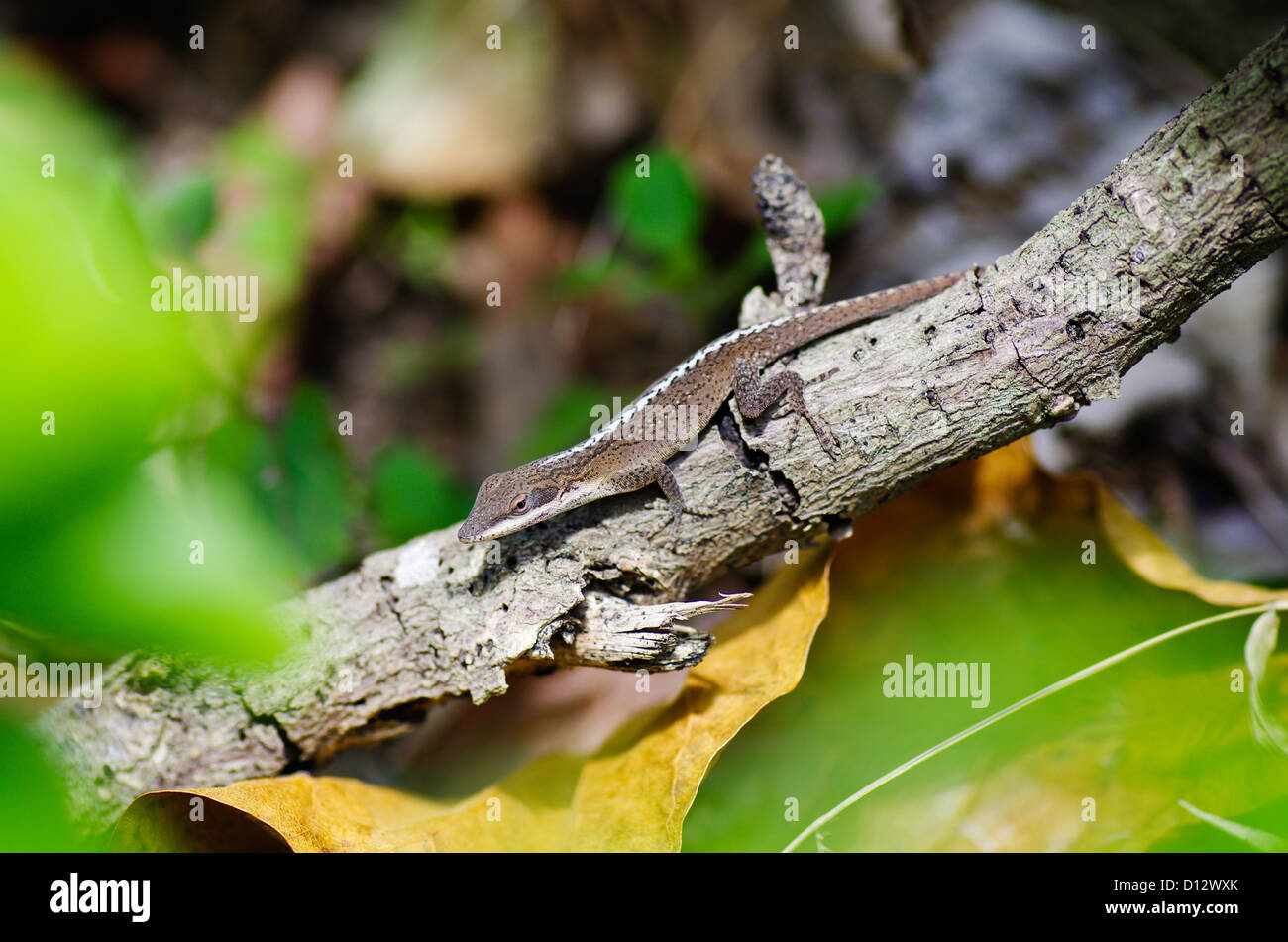 Grüne Anole (eingeführte Arten) auf Chichijima, OgasawaraInseln, Tokyo