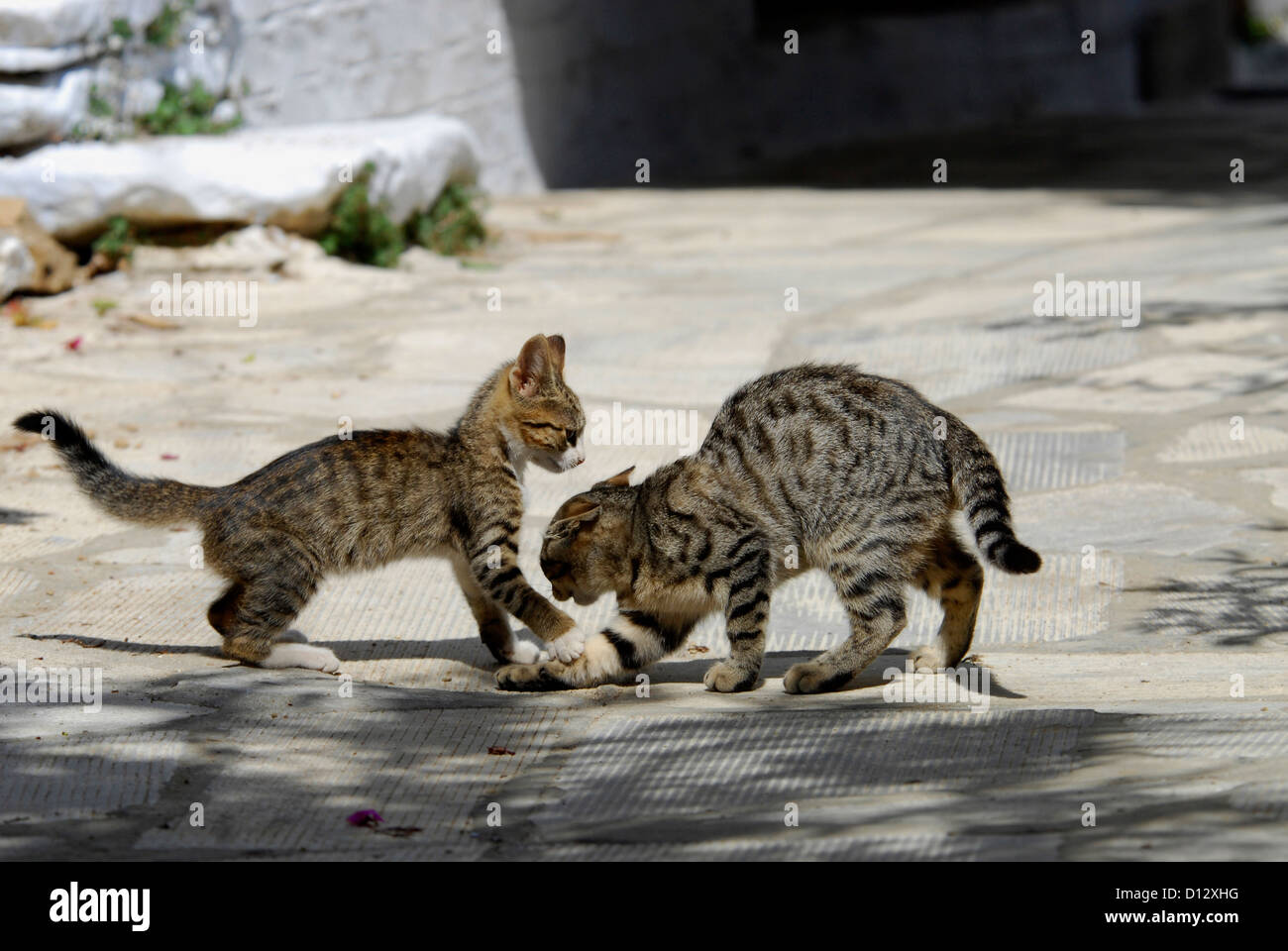 Zwei Junge Hauskätzchen, Tabby Mit Weiss, Spielen Miteinander, Insel Tinos, Kykladen, Griechenland, zwei Kätzchen, Tabby mit Whit Stockfoto