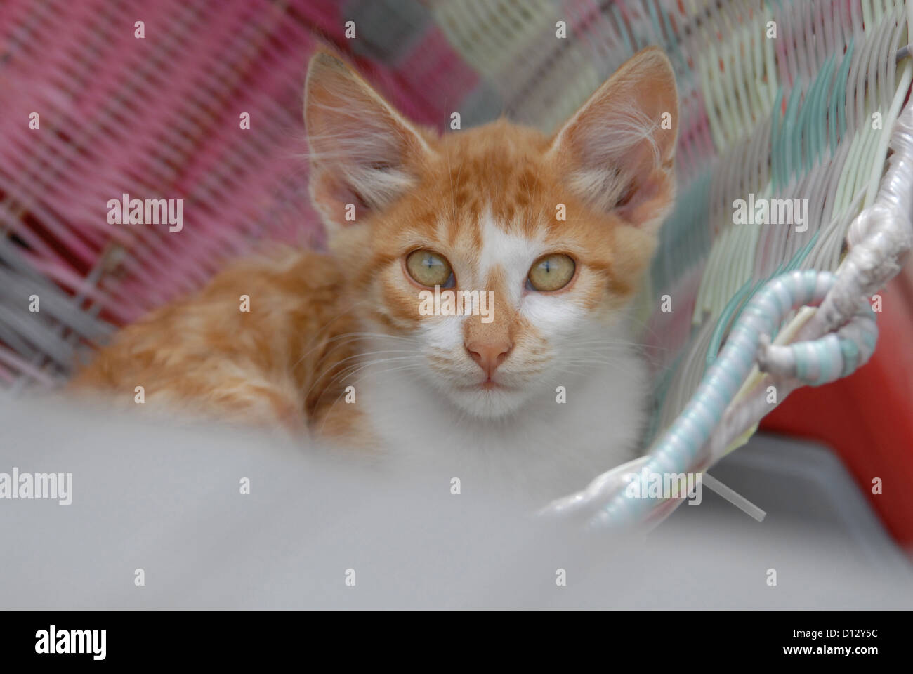 junge Hauskätzchen, Rot gestromt Und Weiss, Liegt in Einem Korb, Dodekanes, Griechenland, Kätzchen, Red Tabby und White, in Ruhe Stockfoto