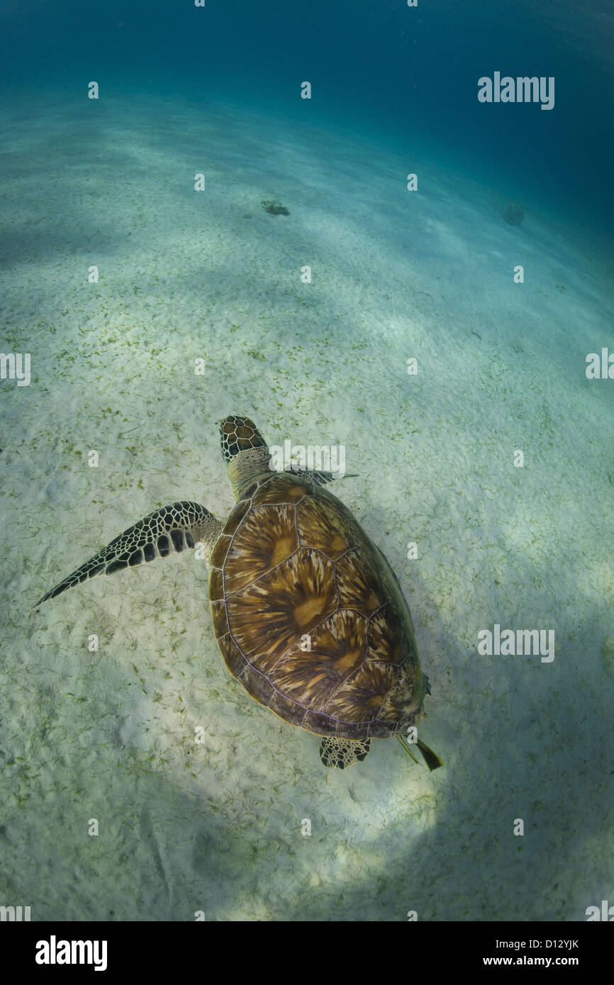 Green Sea Turtle Chelonia Mydas, Balnek, Busuanga, Philippinen, Asien Stockfoto