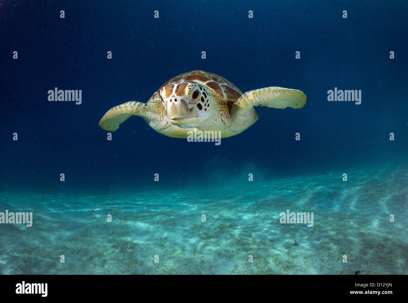 Green Sea Turtle Chelonia Mydas, Balnek, Busuanga, Philippinen, Asien Stockfoto