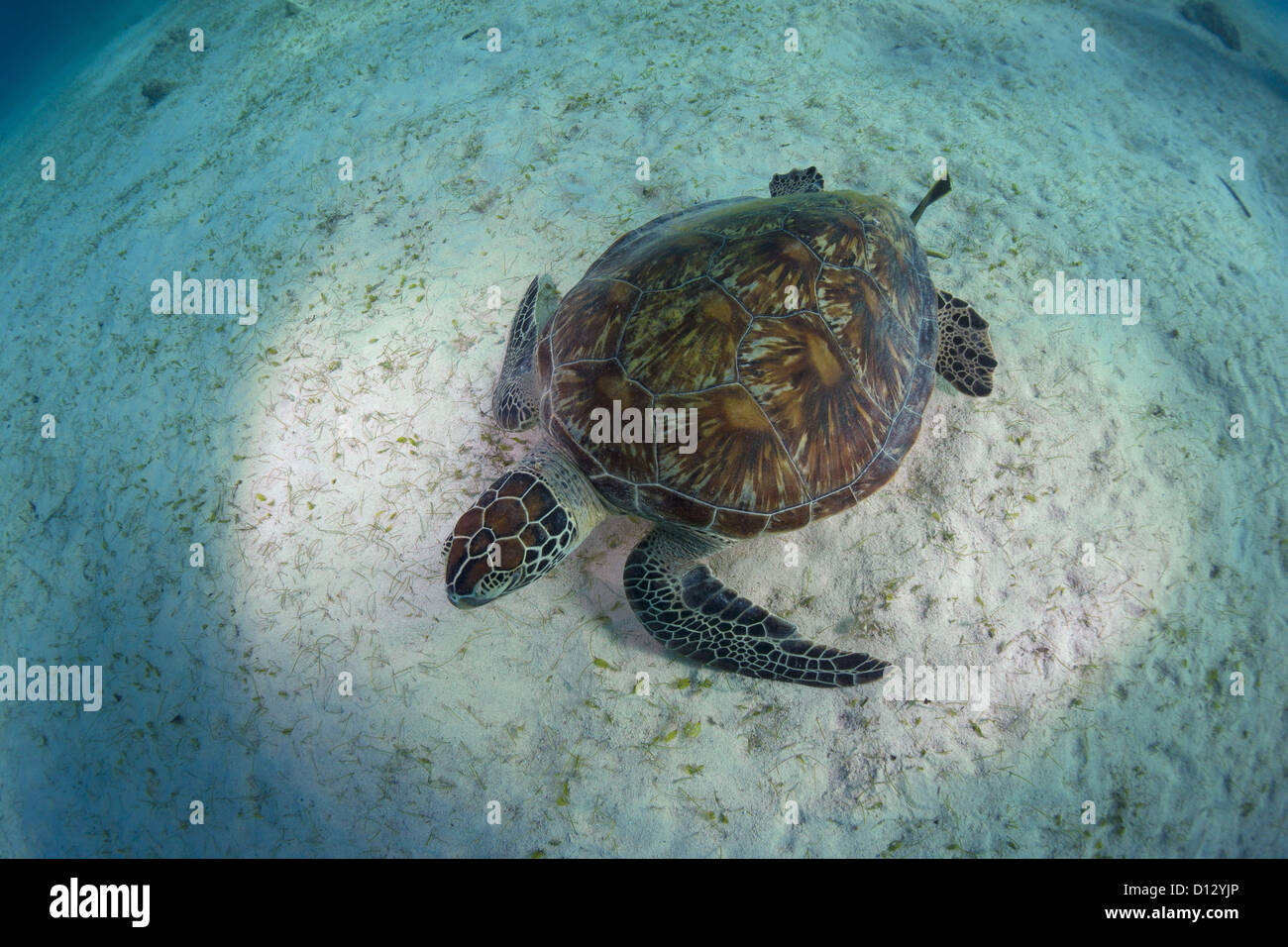 Green Sea Turtle Chelonia Mydas, Balnek, Busuanga, Philippinen, Asien Stockfoto