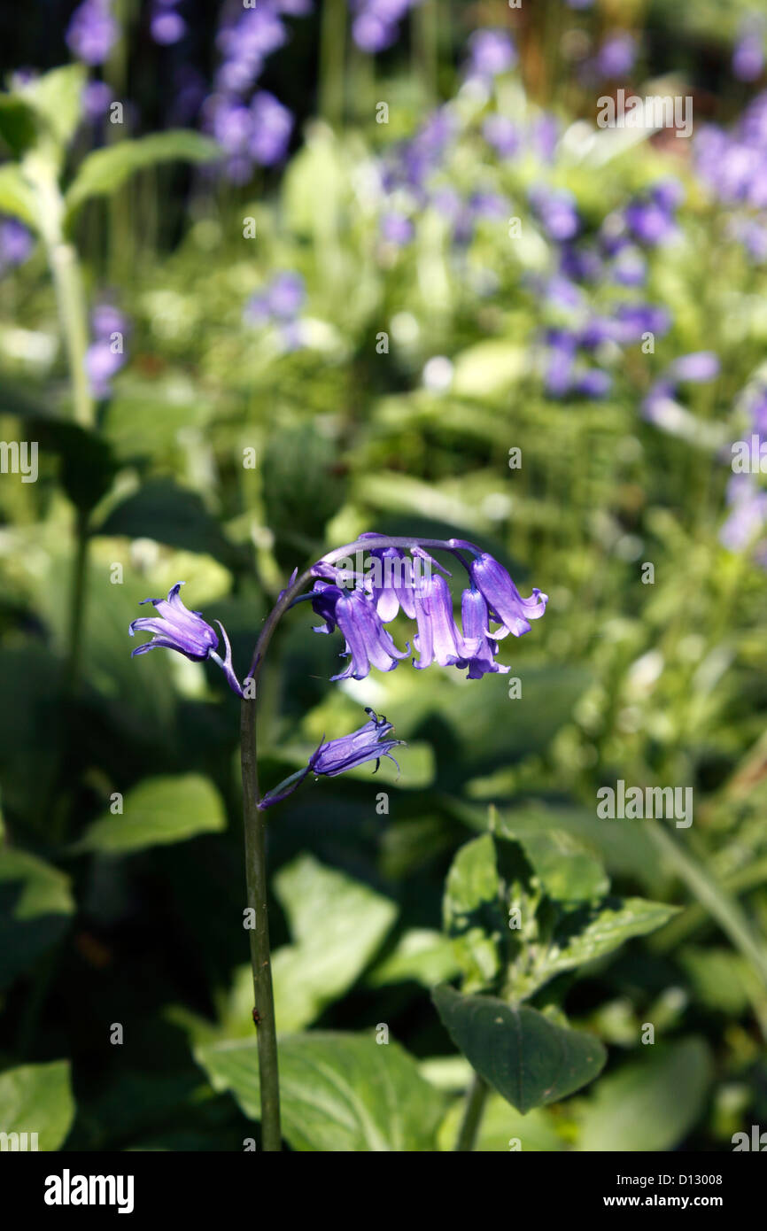 HYACINTHOIDES. ENGLISCHE GLOCKENBLUMEN. VEREINIGTES KÖNIGREICH. Stockfoto