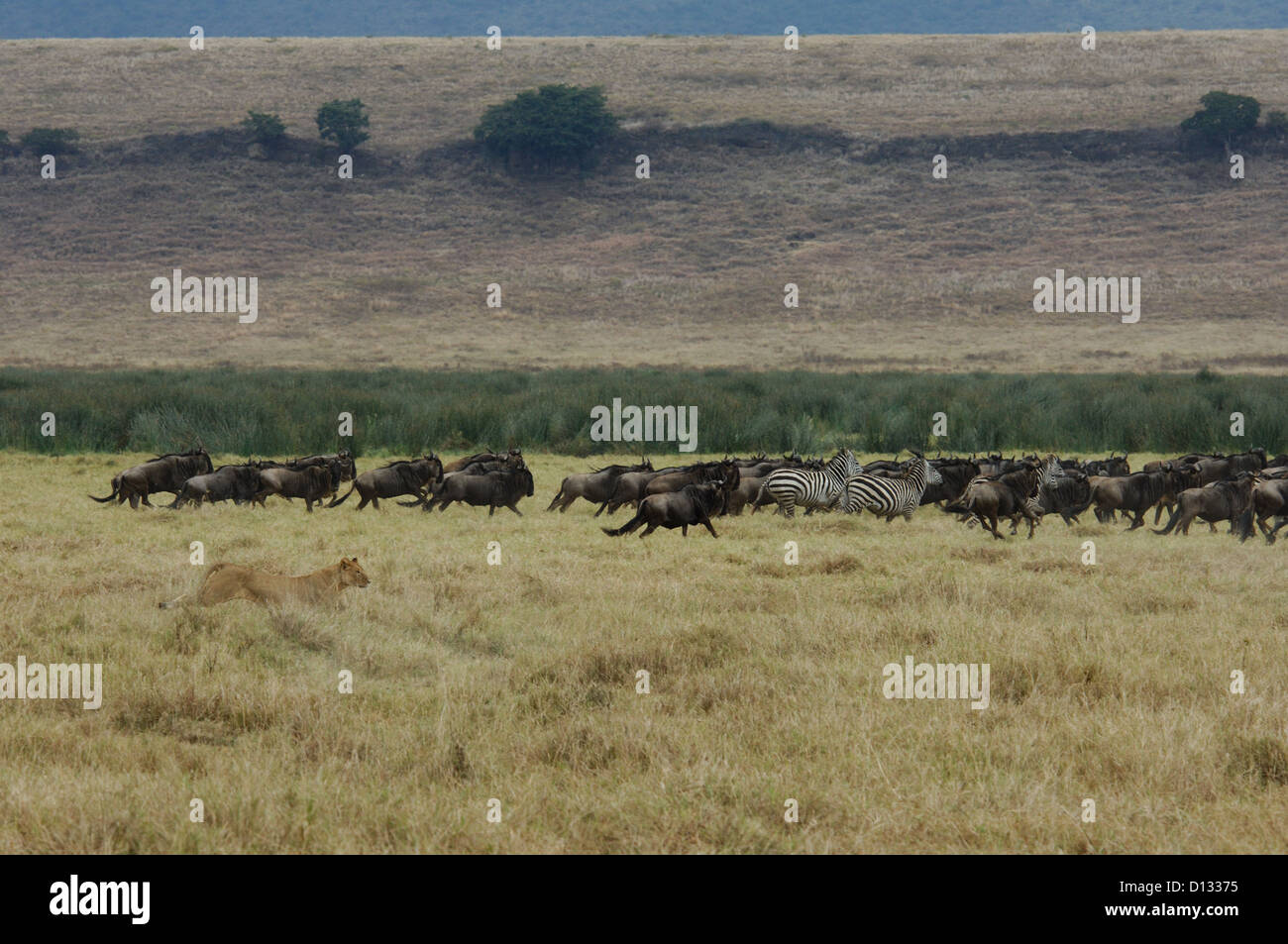 Afrikanische Löwin (Panthera Leo) jagt eine Herde Zebras und Gnus in Ngorongoro Krater Tansania Afrika Stockfoto