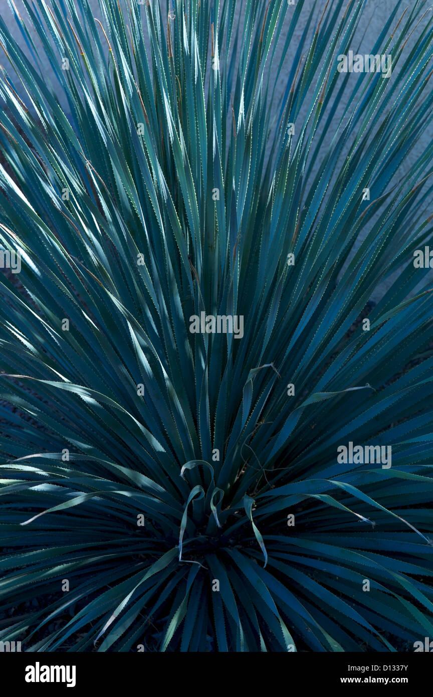 Detail der eine Wüstenpflanze Stockfoto