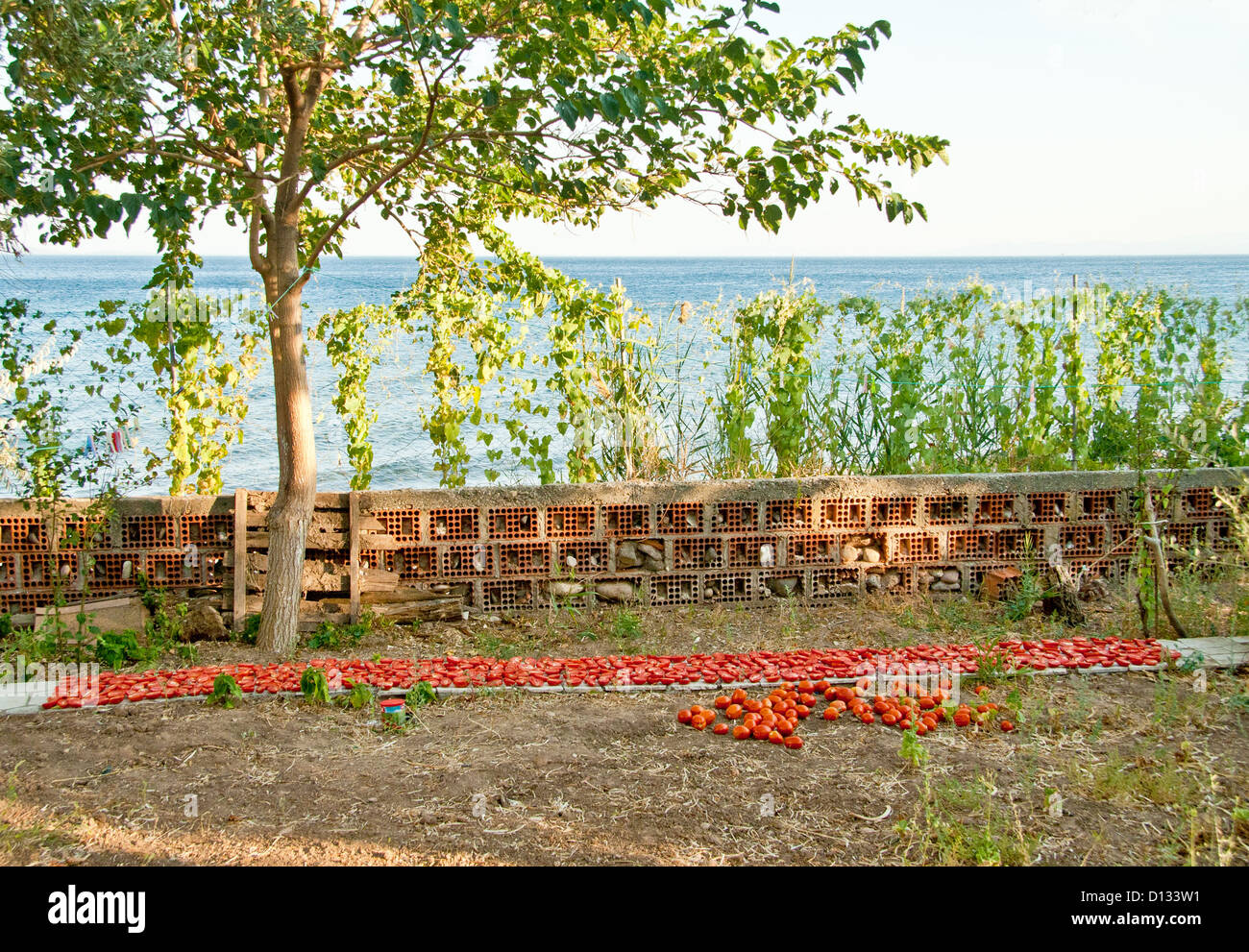 Frische Bio-Tomaten unter der heißen Sonne zum Trocknen In einem Garten am Meer Stockfoto