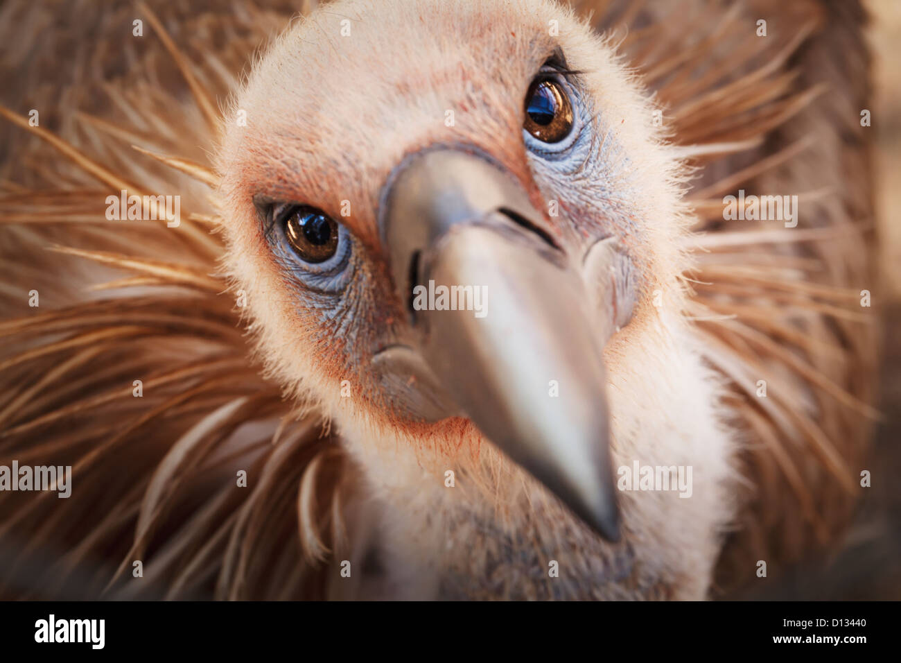 Gänsegeier (abgeschottet Fulvus); Israel Stockfoto