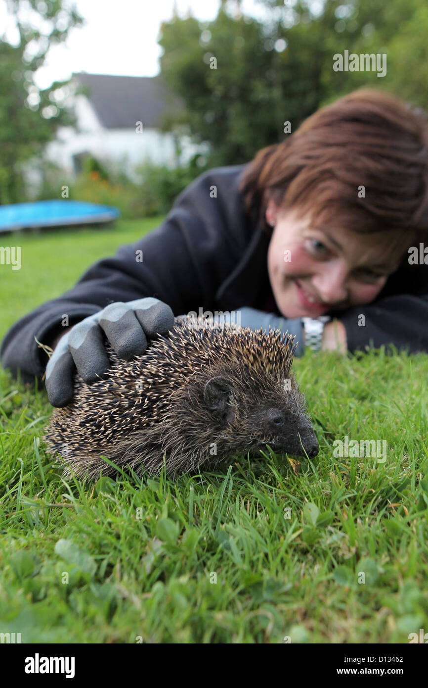 Wees. Deutschland, Frau streichelt einen Igel mit Handschuh Stockfoto