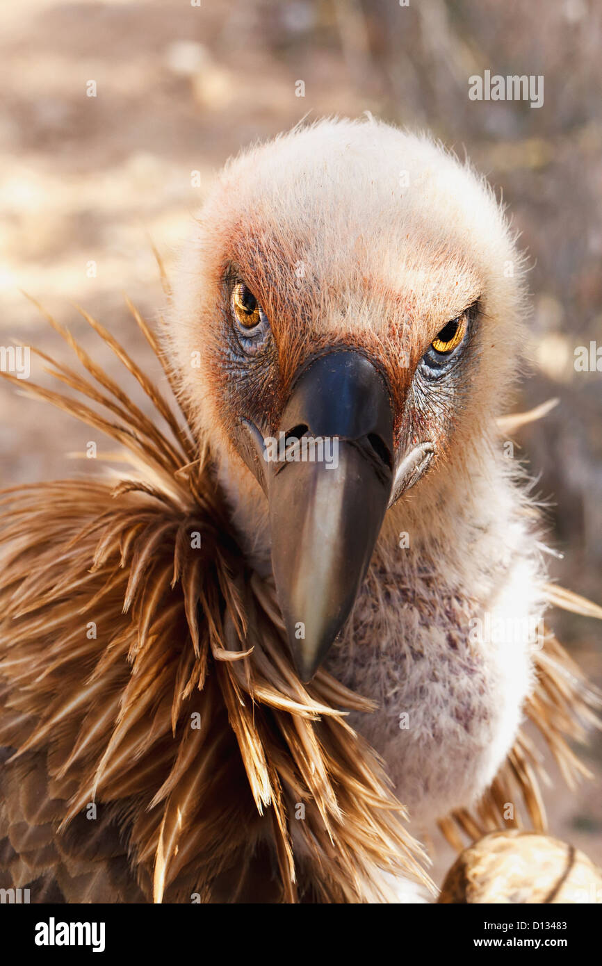 Gänsegeier (abgeschottet Fulvus); Israel Stockfoto