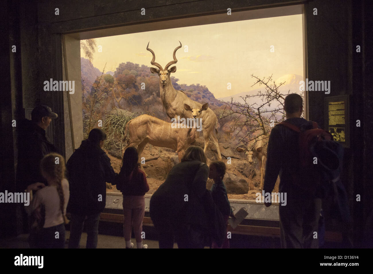 Galerie der nordamerikanischen Säugetiere am American Museum of Natural History in New York City. Stockfoto